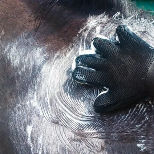 Wet and Dry Grooming Glove